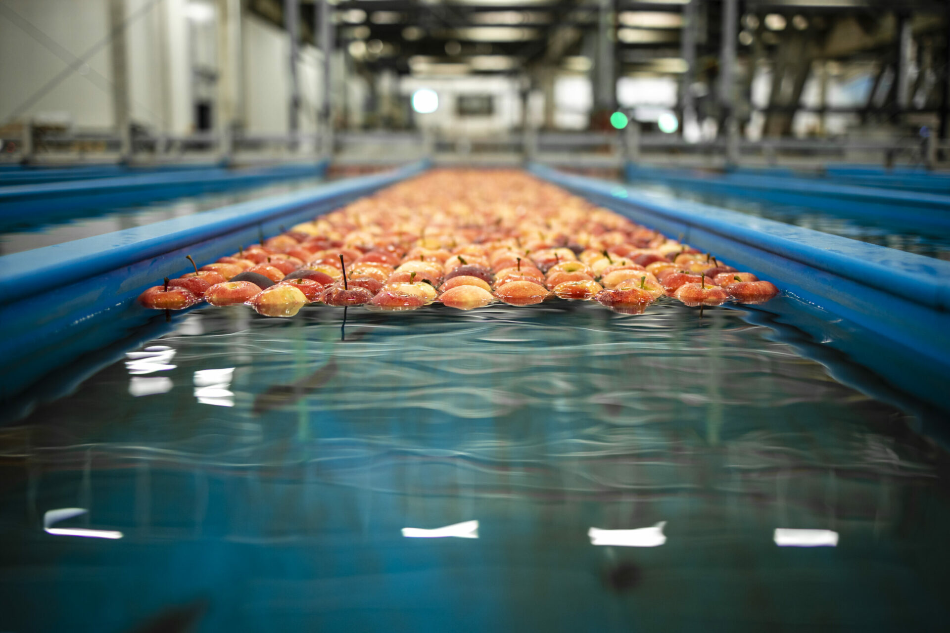 Apple fruit floating in water tank conveyer in food processing plant preparing for packing and distribution.