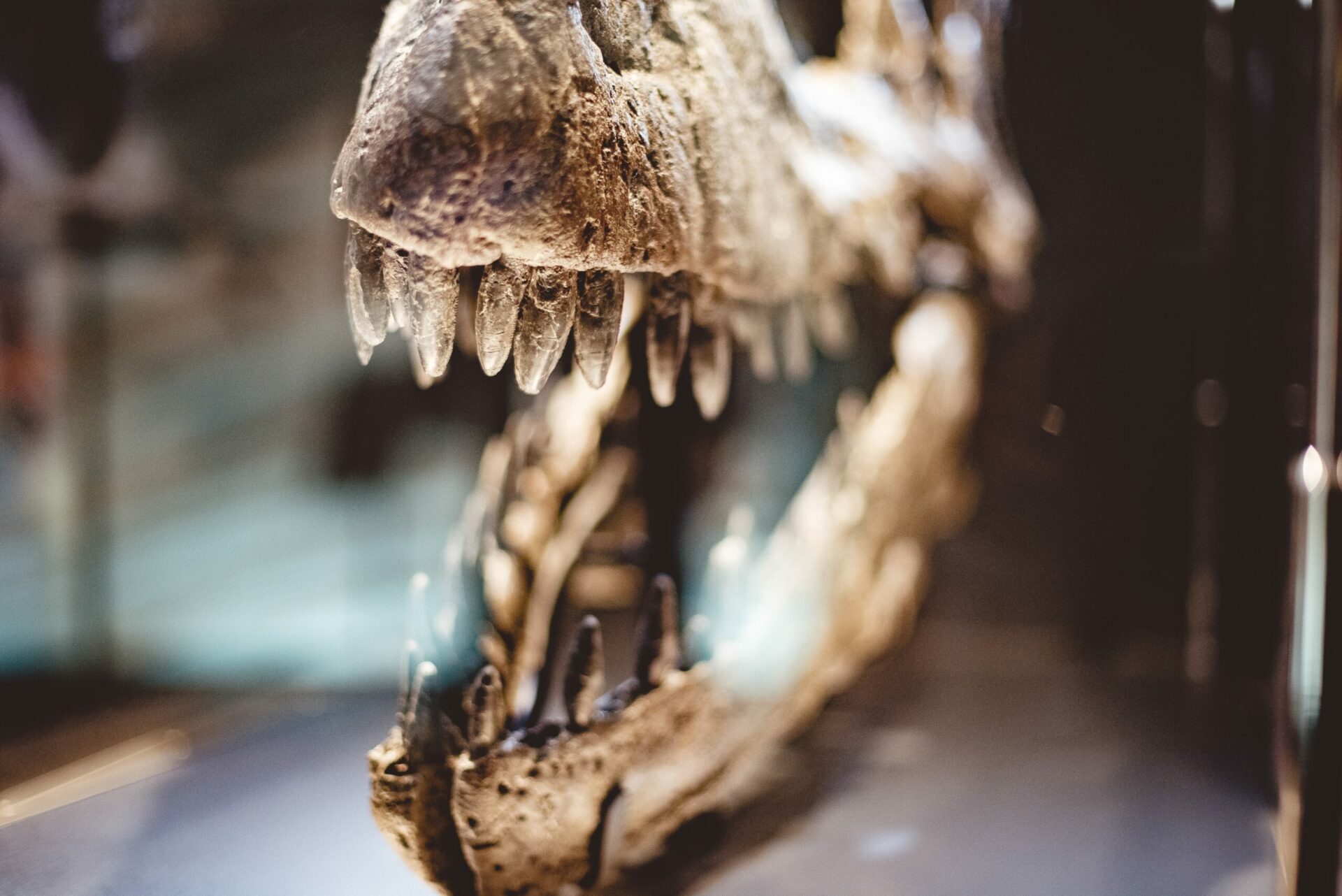 A closeup shot of a dinosaur skull teeth in a glass box