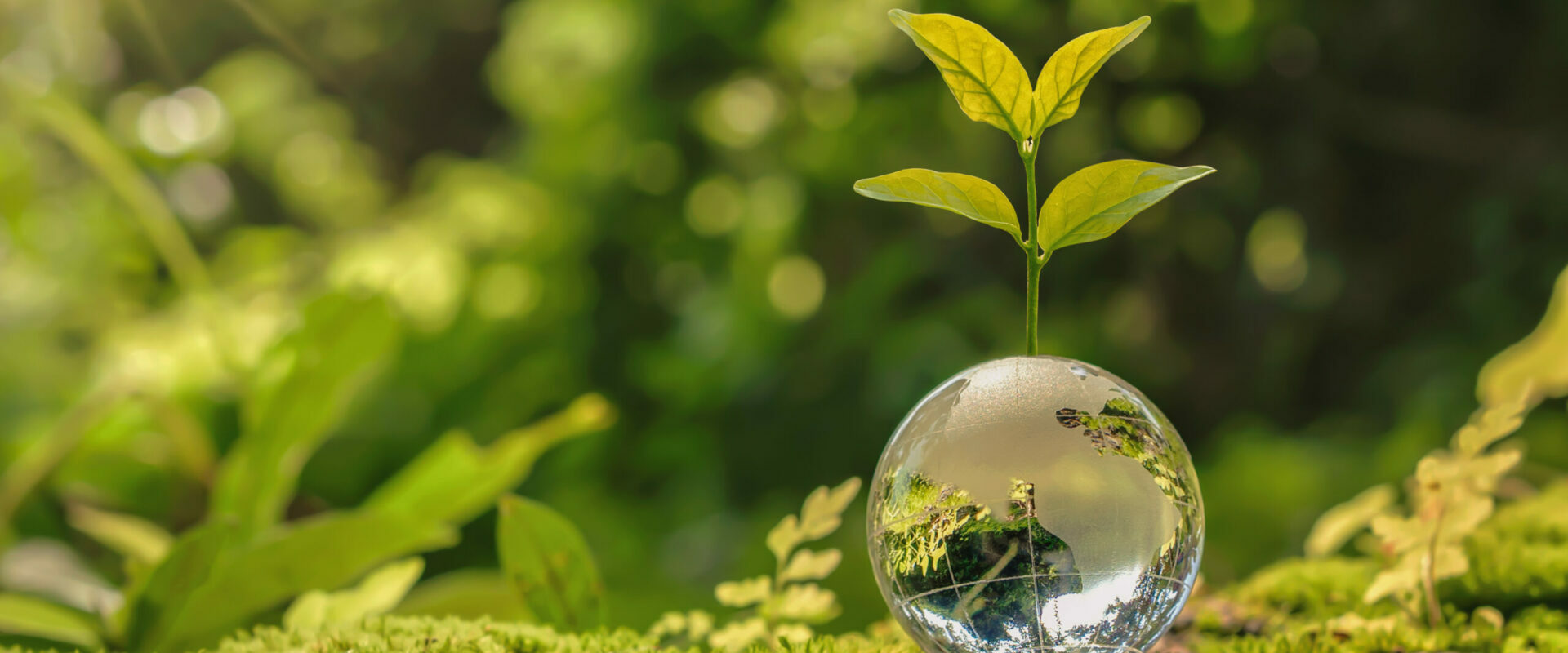 lass globe ball with tree growing and green nature blur background. eco earth day concept